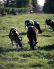 Pâturage des bovins dans les champs — Photo de stock