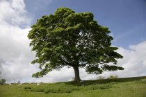 Árbol; Northumberland, Inglaterra - foto de stock