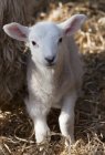 Cute White Lamb in hay — Stock Photo