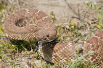 Краснобриллиантовая гремучая змея — стоковое фото