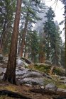 Arbres Sequoia dans le parc national Sequoia — Photo de stock