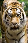Tiger blickt in Kamera — Stockfoto