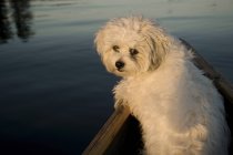 Weißer Hund steht im Ruderboot — Stockfoto