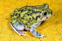 Зелена жаба Ковганки — стокове фото