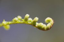 Closeup of fern stem on blurred background — Stock Photo