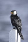 Petit cormoran pied — Photo de stock