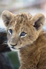 Lion Cub Fermer — Photo de stock