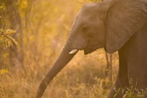 Африканский слон, Safari Lodge в Аратусе — стоковое фото