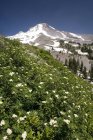 Flores blancas en el lado de la montaña - foto de stock