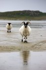Schafe am Strand, Kolonsay, Schottland — Stockfoto
