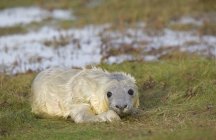 Серый тюлень лежит на зеленой траве — стоковое фото