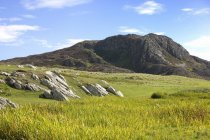 Вид на поле с травой — стоковое фото