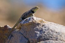 Male Desert Spiny Lizard — Stock Photo