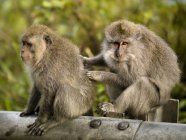 Two Baboons sitting — Stock Photo