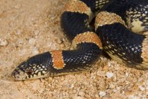 Gros plan sur le serpent à long nez — Photo de stock