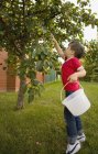 Маленький хлопчик збирає яблука — стокове фото