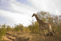 Жирафа, Arathusa Safari Lodge — стокове фото