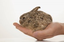 Hand hält niedliches Kaninchen — Stockfoto