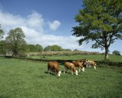 Hereford Bullocks pastando en el campo - foto de stock