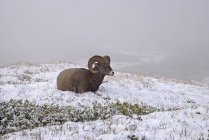Национальный парк Джаспер, овец Бигхорн — стоковое фото