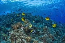 Verschiedene tropische Fische — Stockfoto