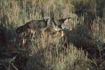 Kojote überspringt die Vegetation — Stockfoto