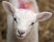 Милая белая овца — стоковое фото