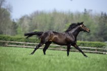 Thoroughbred horse running — Stock Photo