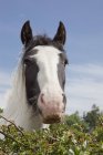 Ritratto di cavallo di Clydesdale — Foto stock