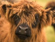 Highland mucca guardando la fotocamera — Foto stock