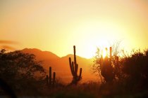 Cactus In The At Sunset — Stock Photo