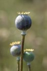Cabezas de semillas de amapola - foto de stock