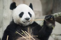 Panda mangiare bambù — Stock Photo