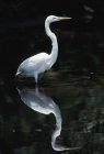 Grande Egret refletido na lagoa — Fotografia de Stock