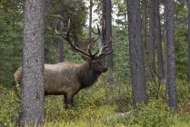 Bull Elk Під час сезону Rut — стокове фото