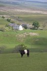 Vaca no campo com fazenda — Fotografia de Stock