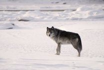 Lobo de pie en nieve - foto de stock