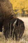 Buffalo al pascolo sul campo — Foto stock
