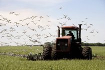Tracteur et oiseaux volants — Photo de stock