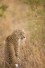 Леопард, Arathusa Safari Lodge — стокове фото