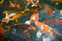 Золотая рыбка в пруду — стоковое фото