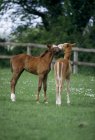 Коні - Thoroughbreds, Foals; Ірландія — стокове фото