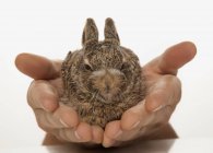 Retrato de un conejo en las manos - foto de stock