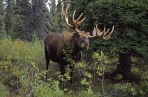 Bull Moose en el Parque Nacional Denali - foto de stock