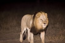 Leão, Arathusa Safari Lodge — Fotografia de Stock