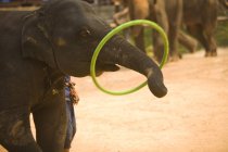 Maesa слон таборі — стокове фото