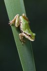 Тихоокеанська деревна жаба — стокове фото
