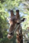Primer plano de la cara de una jirafa - foto de stock