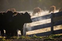 Скот рядом с забором — стоковое фото