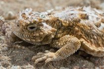 Primer plano lagarto con cuernos en las rocas en el desierto, vida silvestre - foto de stock